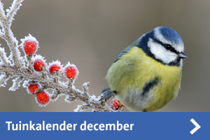 tuinkalender december tegel