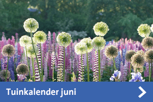 Tuinkalender Juni